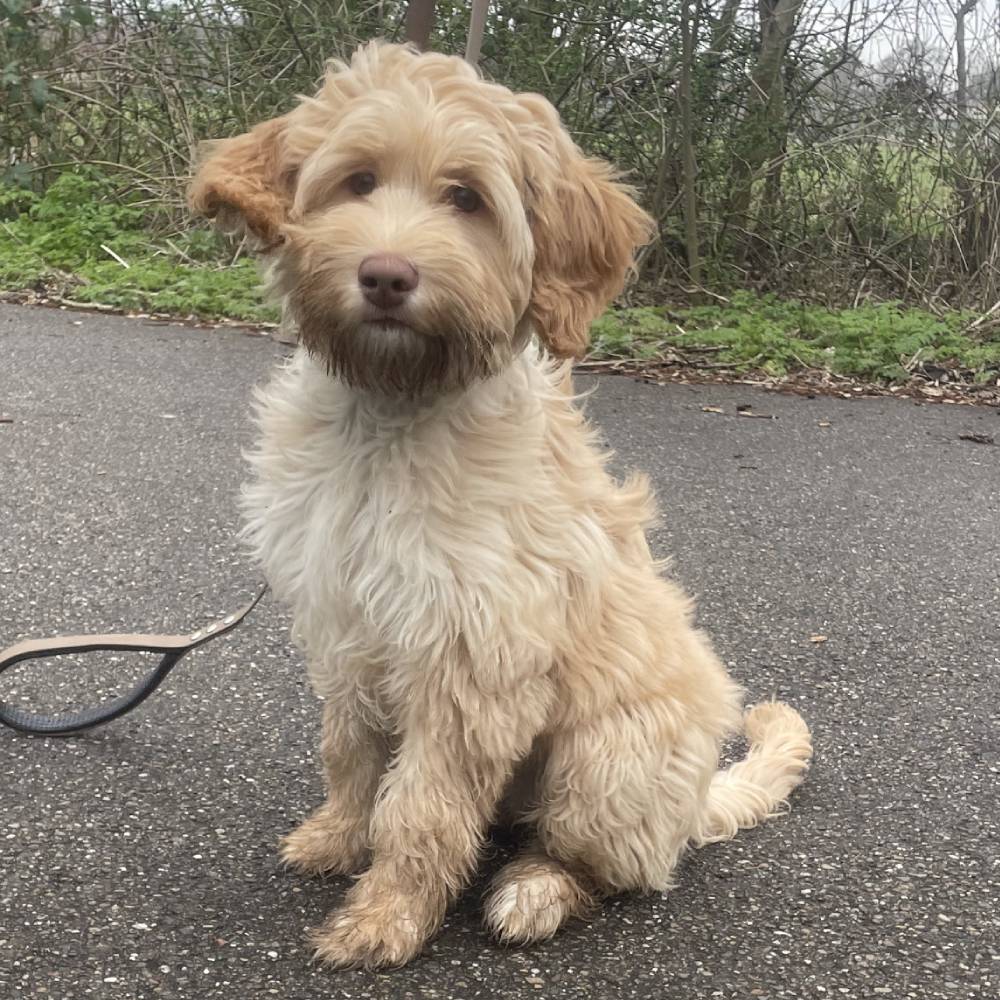 Wildwest Doodles - Fokkers van Australian Labradoodles & Bernedoodles in Den Haag