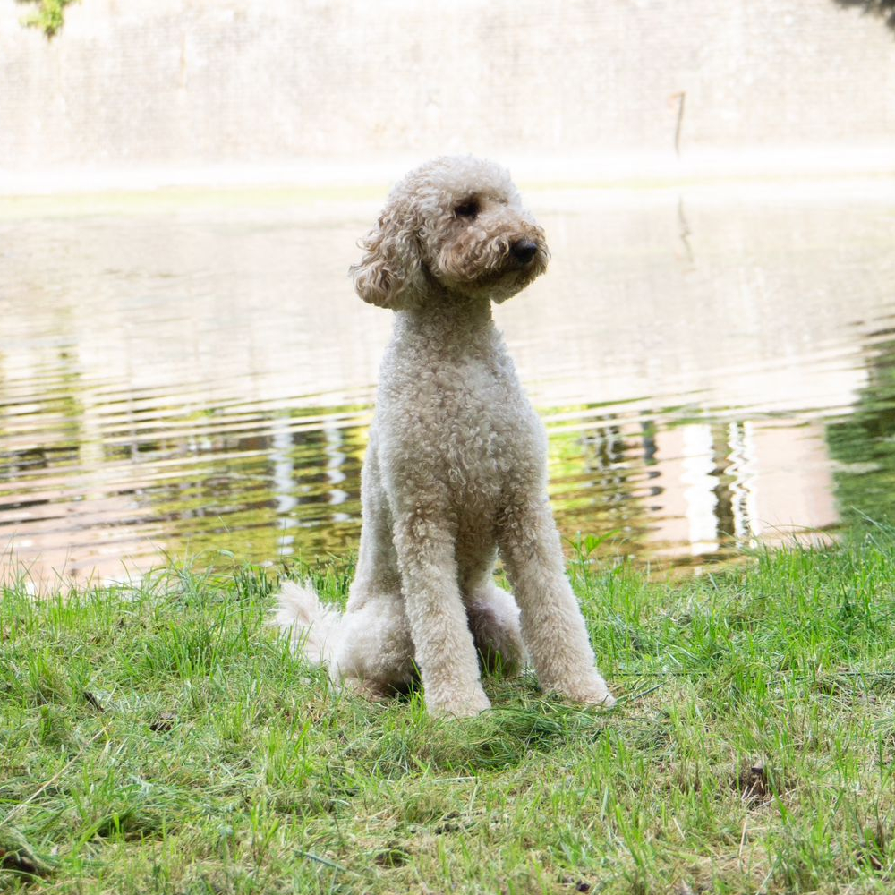 Wildwest Doodles - Fokkers van Australian Labradoodles & Bernedoodles in Den Haag