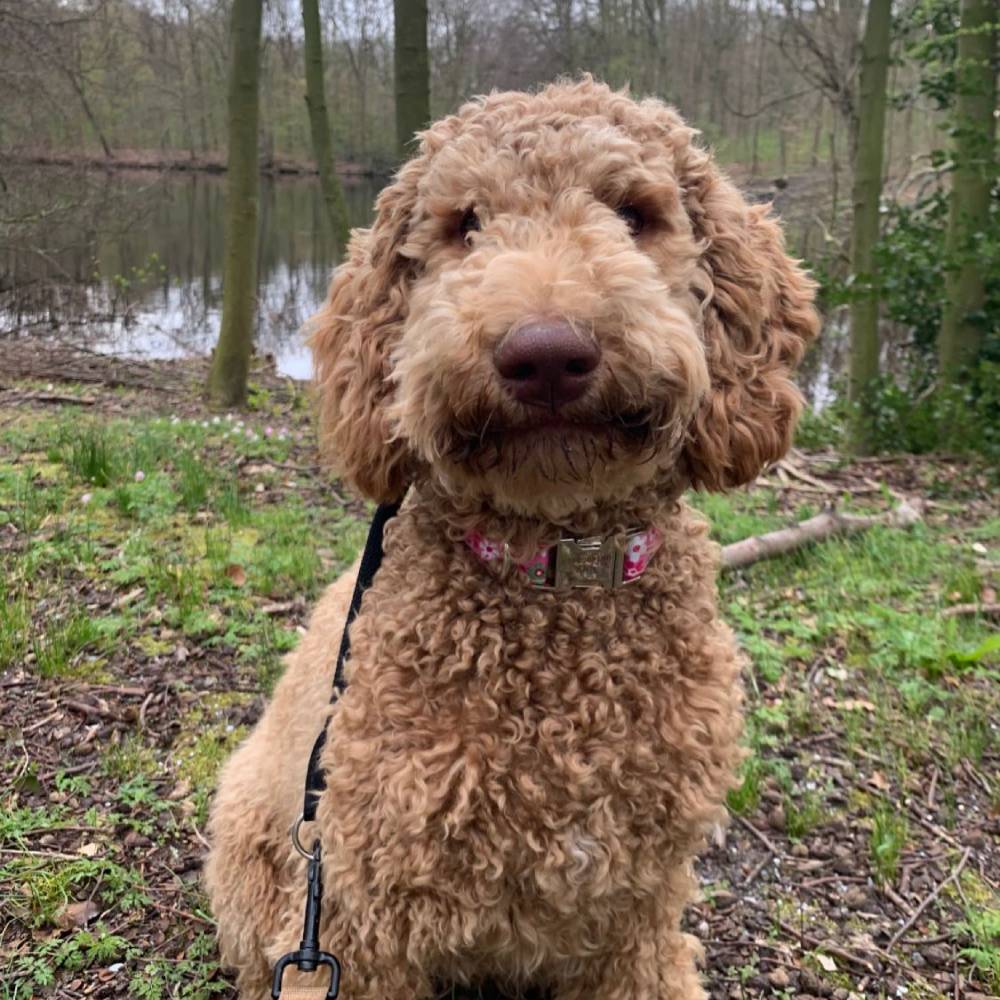 Wildwest Doodles - Fokkers van Australian Labradoodles & Bernedoodles in Den Haag