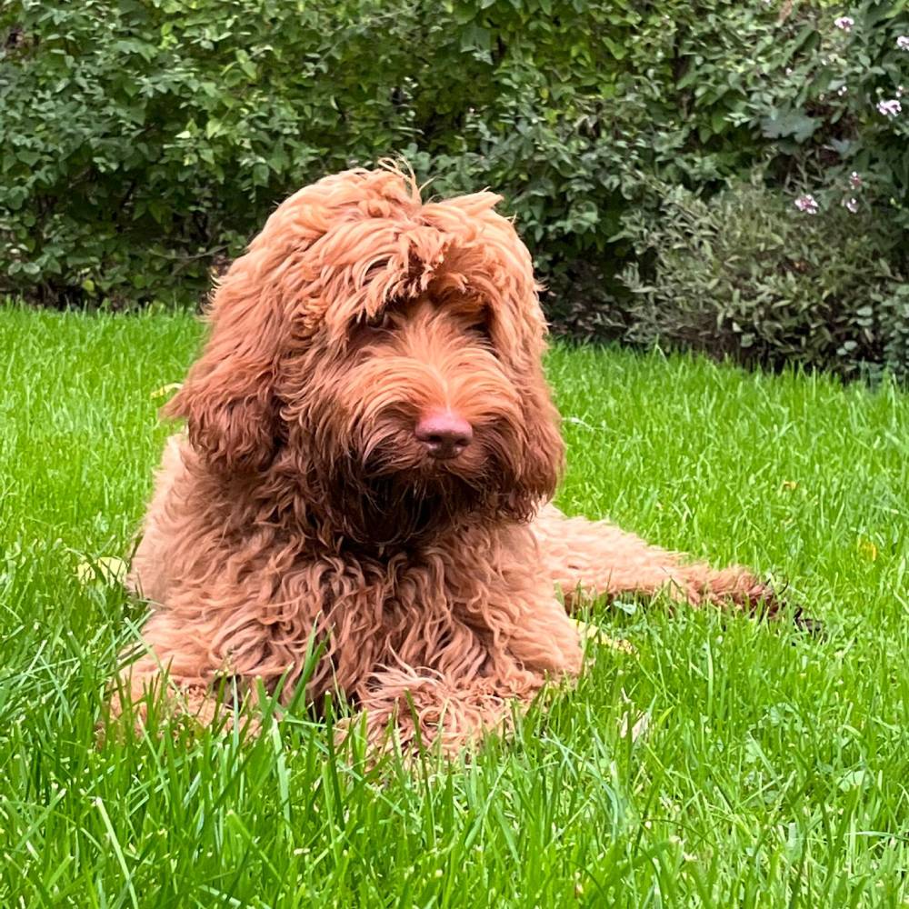 Wildwest Doodles - Fokkers van Australian Labradoodles & Bernedoodles in Den Haag