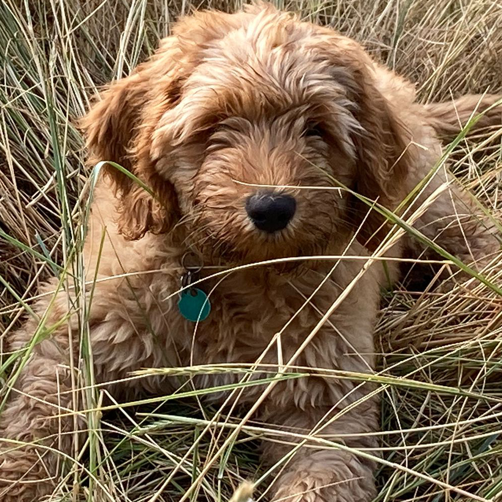 Wildwest Doodles - Fokkers van Australian Labradoodles & Bernedoodles in Den Haag