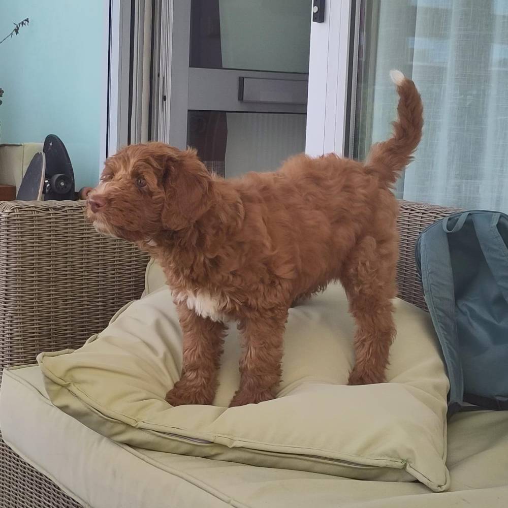 Wildwest Doodles - Fokkers van Australian Labradoodles & Bernedoodles in Den Haag