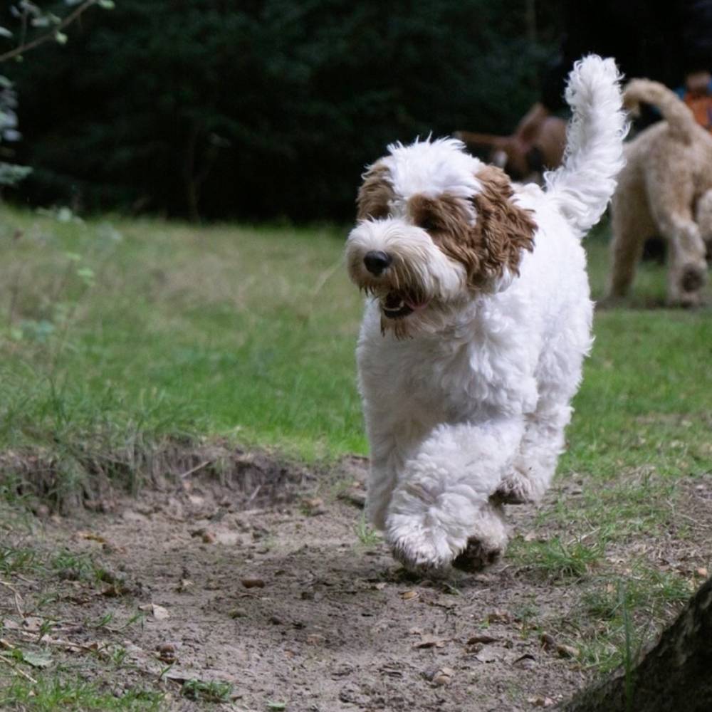 Wildwest Doodles - Fokkers van Australian Labradoodles & Bernedoodles in Den Haag