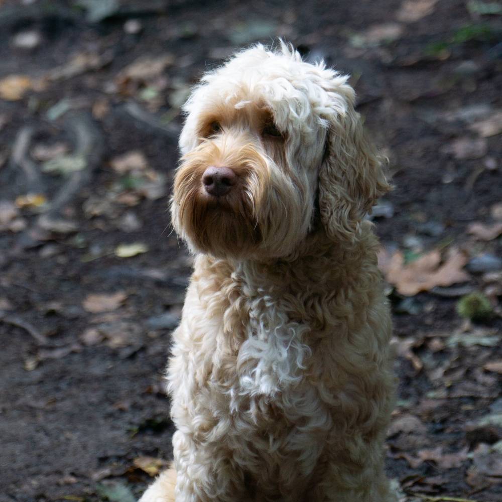 Wildwest Doodles - Fokkers van Australian Labradoodles & Bernedoodles in Den Haag